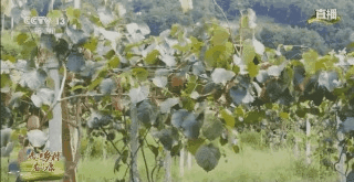 老乡|走进乡村看小康丨树根3岁、树干2岁、枝条1岁 这里的果树为啥有3个年龄
