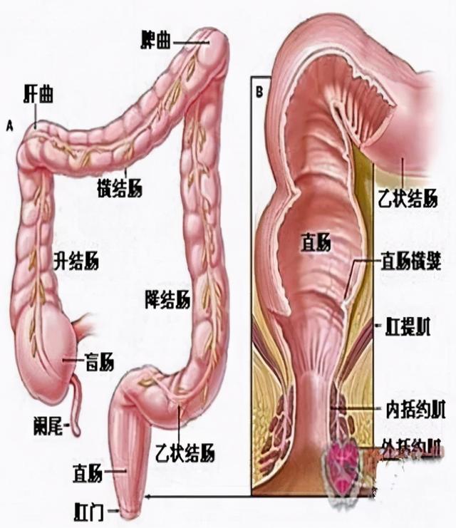 结直肠癌为什么需要基因检测？