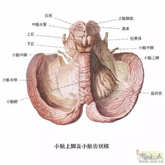 WoW，最全神经系统解剖图来了