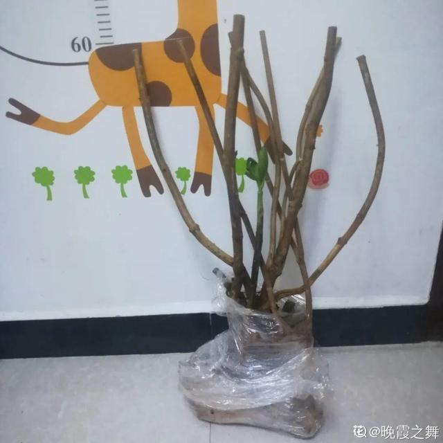 冬天别买秃头花，小心是造假，白花钱