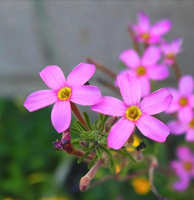 酢浆草|长发飘飘 or 纤细苗条，多毛酢浆草家族等