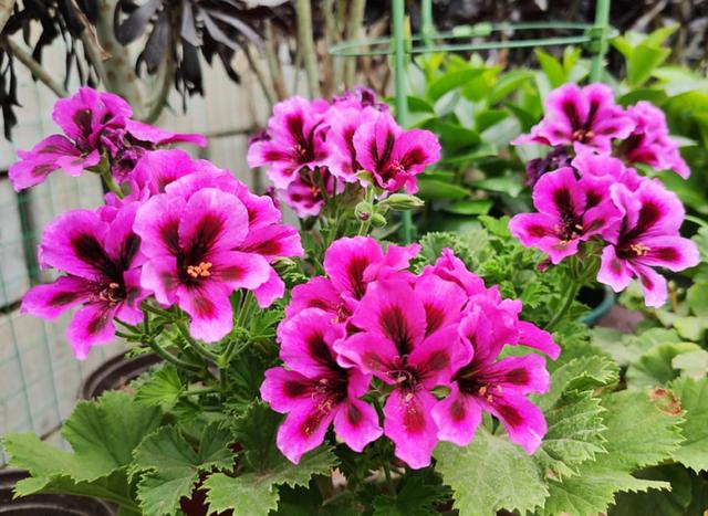 家庭养这5种花要“低矮”生长，长高就“变丑”，舍得修剪开花美