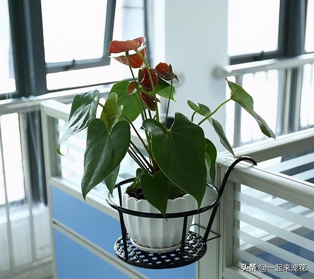 养花总是长不好？可能是犯了4个错误，你中招几个？