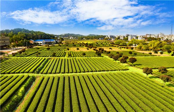 红网▲一起来看看湘潭县的大美茶山