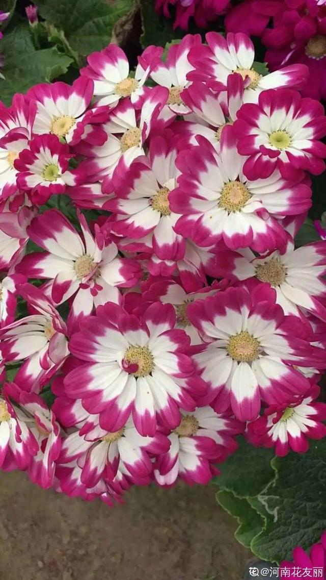 逛花市去捡漏，买了一堆长寿花，拿回来竟然全活了