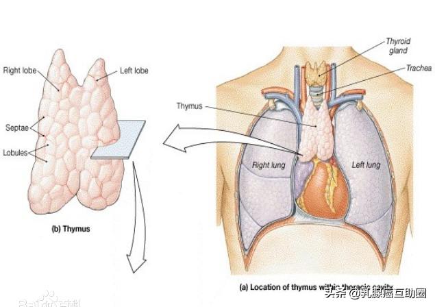 用药物增强免疫值不值？乳腺癌患者有必要用吗？