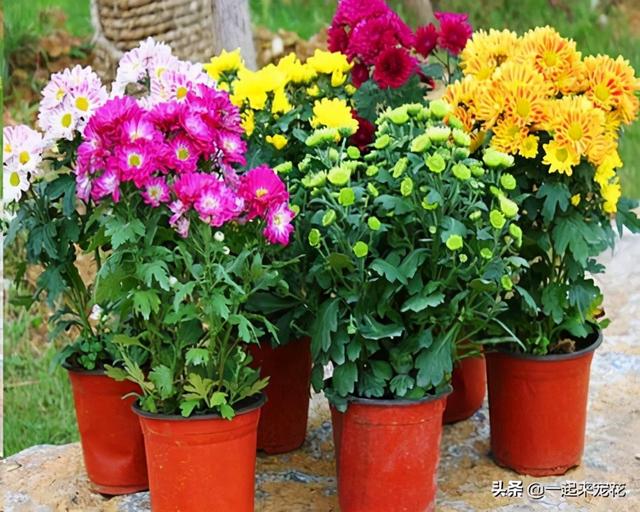 冬天养花，别浇4种水，不然黄叶又烂根，很难安全过冬