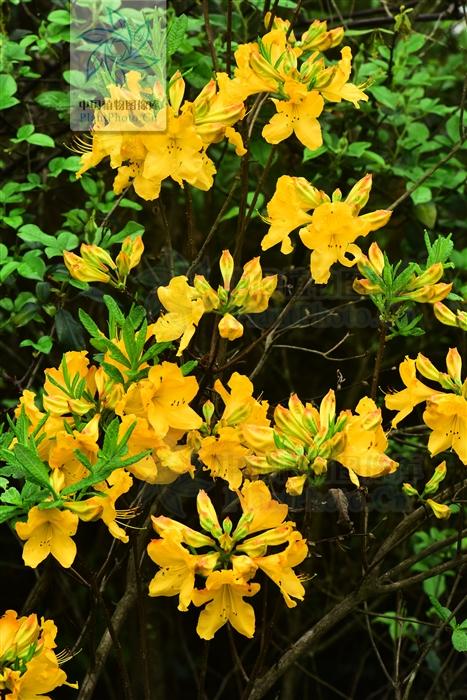 老虎花，见过吗？有大毒！用于风湿痹痛、痛风、皮肤顽癣