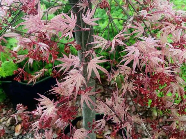 枫树|有图有真相，春天的枫叶实在太迷人了，浙江有人卖它年入百万