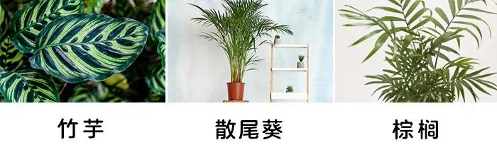 「你的育儿经」一盆绿植竟让孩子踏入“鬼门关”！这些植物有毒，别养