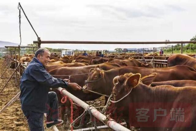 郏县|牛！“郏县红牛”荣膺国家级牛肉品鉴会最高奖