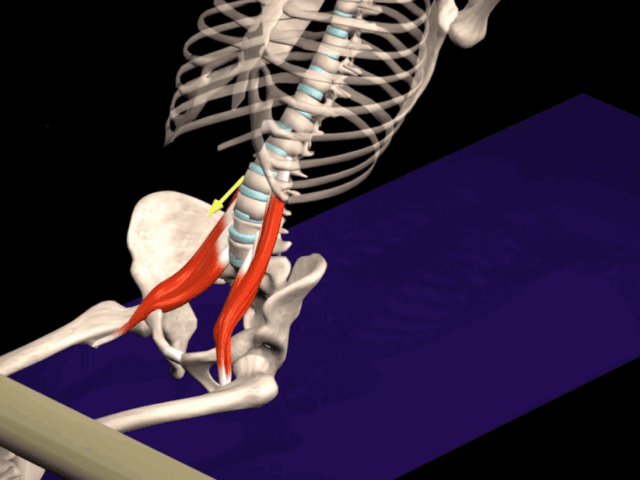 干货分享！深入剖析与腰痛相关的7块肌肉
