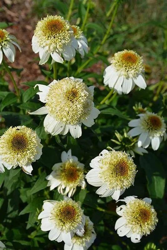 夏季庭院里一抹浓艳的色彩——松果菊