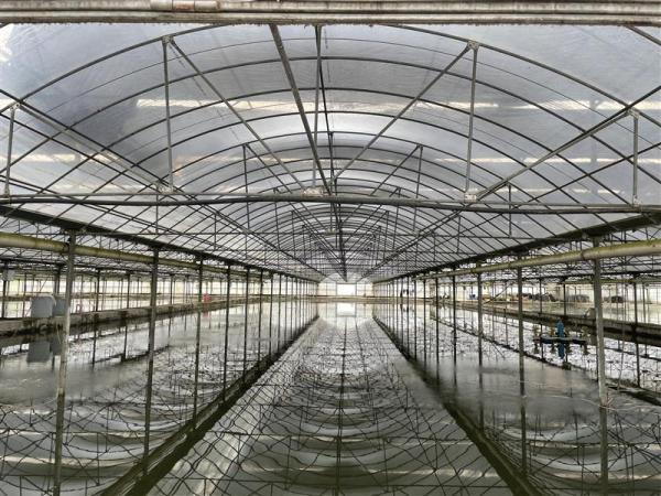 河豚|正是河豚欲上时，但是人工养殖的