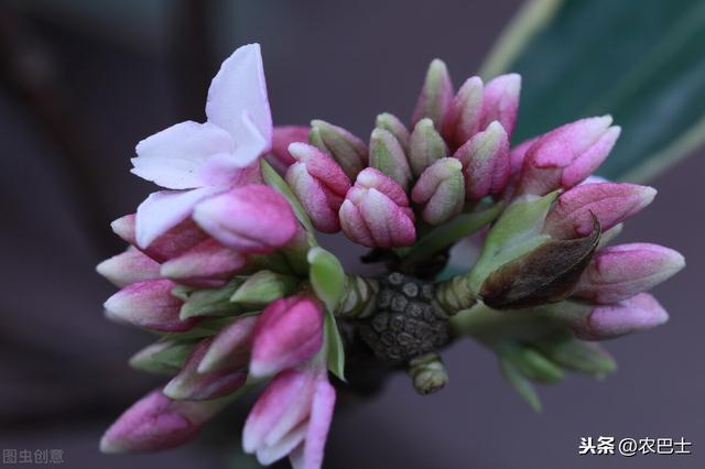 瑞香花的传说，却和僧人有联系。冬天该如何养护呢？