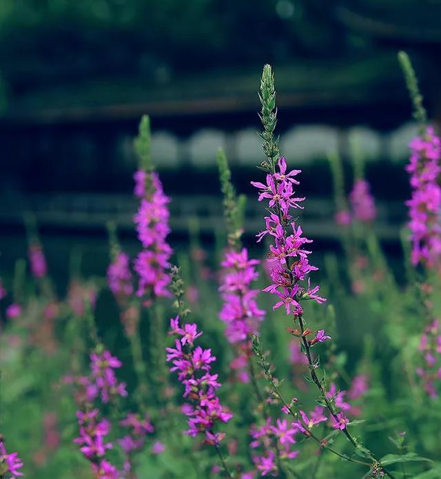 地被花卉篇——雨水花园里的植物们