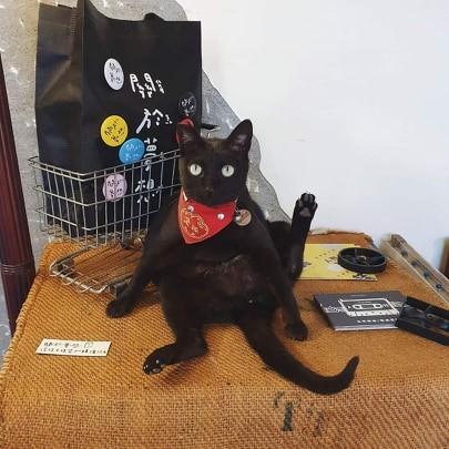 帮猫拍网美照　底片惊现一团黑影|电影工厂