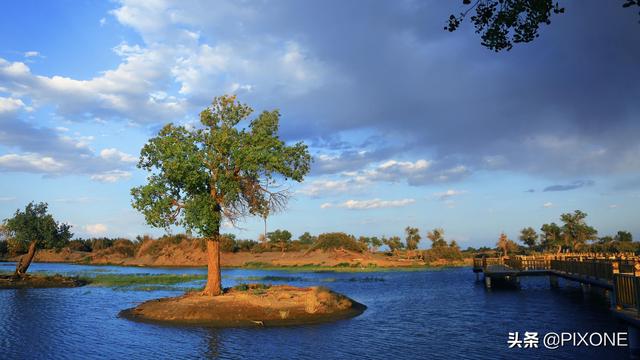 「旅行百事通」远古胡杨沧桑千年，邂逅大漠胡杨，遇见人间秘境