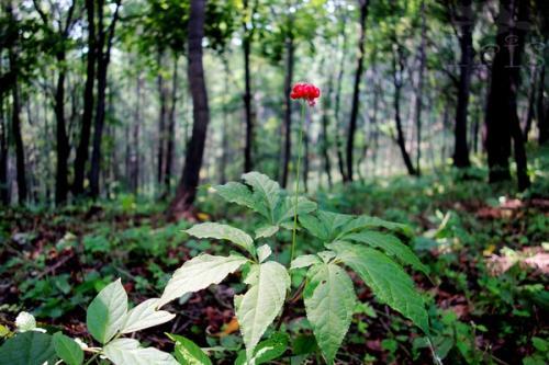 神农本草图经，薯蓣 菊花 甘草 人参 石斛 石龙芮