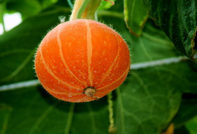 总结：长寿的人一般有7个秘诀！做到3条以上，也要恭喜你