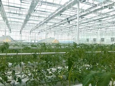 同乐▲盘点10个区块链农业企业应用:90%以上发力农产品溯源