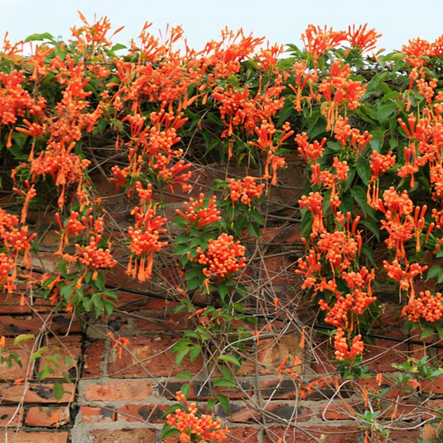 一点就炸的“炮仗”花，一串鞭炮一串红，噼里啪啦开花200天