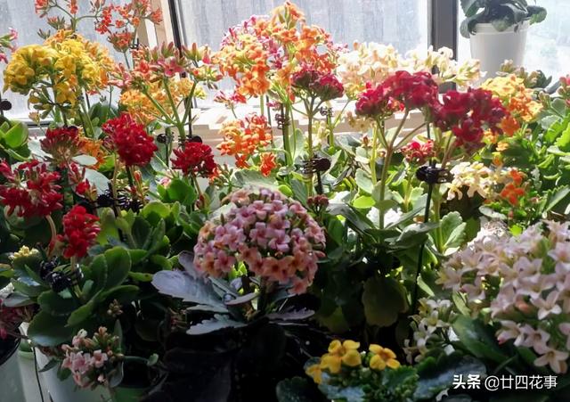 家养3种花，让它们“交接班”，一年开花365天，阳台变花海