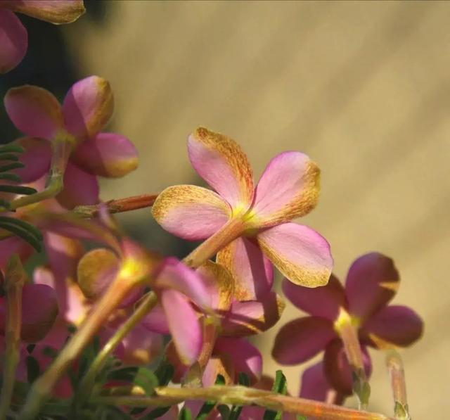 酢浆草|长发飘飘 or 纤细苗条，多毛酢浆草家族等