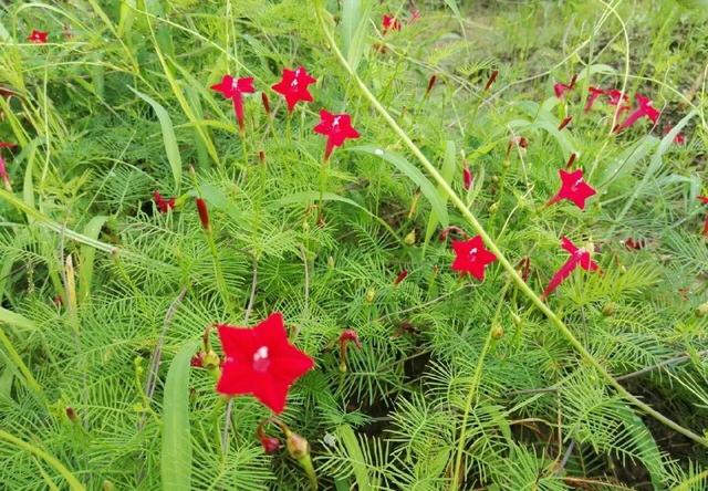 救命！入侵植物爬进院子，三年都杀不完