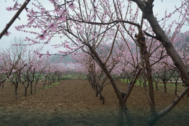 趣旅游▲栾川县陶湾镇变身“十里桃花”网红打卡地