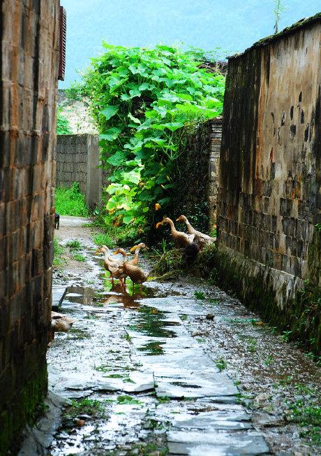 旅行柚子君@春天最适合去哪里玩？安徽这几个古镇美不胜收，特别是下雨天