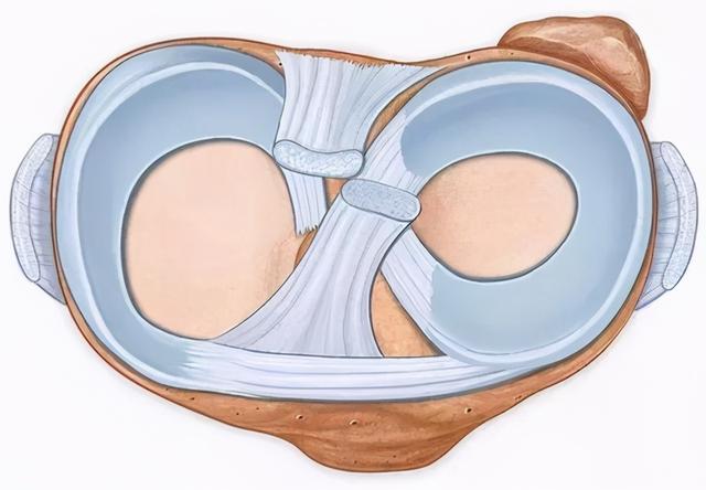 经常性膝关节疼痛有可能是半月板出了问题——解析半月板