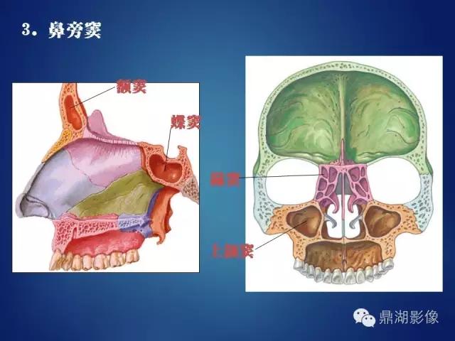 WoW，最全神经系统解剖图来了