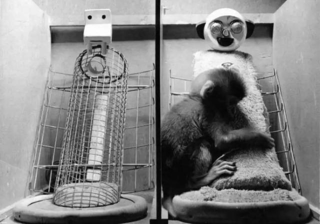 残忍的“代母实验”，揭露了最真实的母子关系