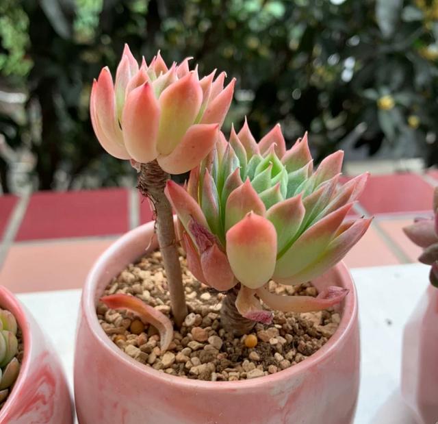 红稚儿不是红孩儿，听话好养护，晒晒太阳就变红