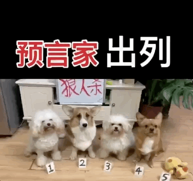 狗生耻辱!那只无法无天的网红狗"哈尼",最近翻车了