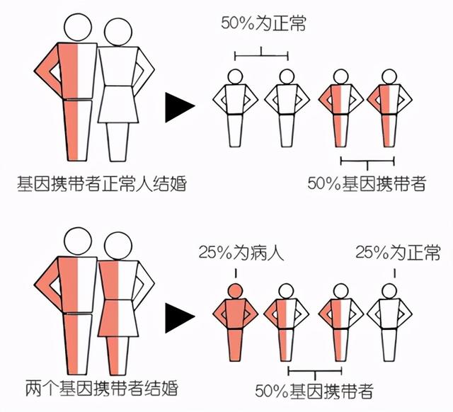 地中海贫血是怎么回事？