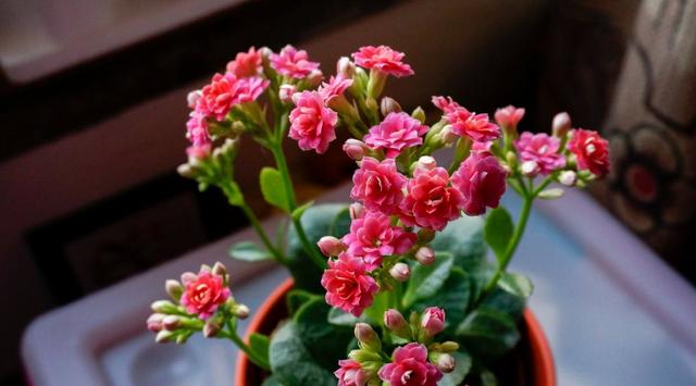 养君子兰、长寿花，盆里撒点“万能肥”，新芽猛长，呼呼开花