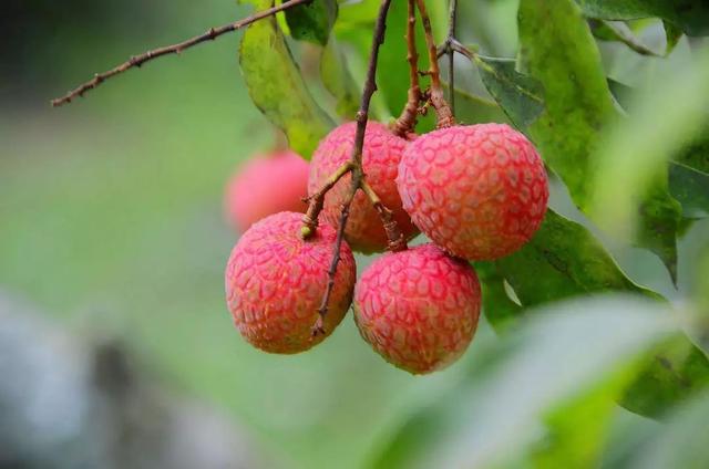 荔枝|如何正确吃荔枝，了解一下？