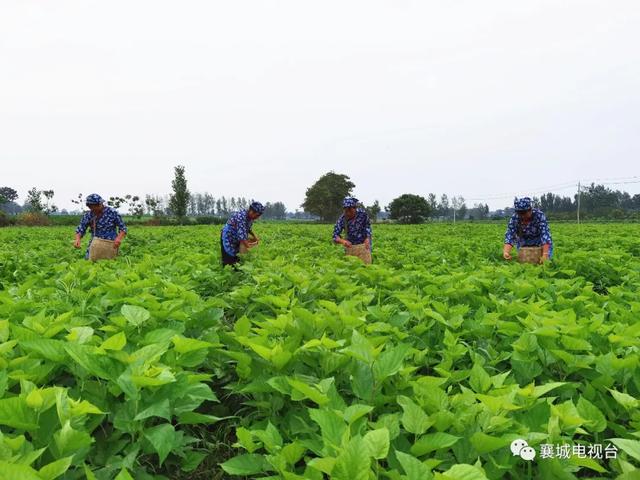 襄城县委书记宁伯伟带队集中观摩产业扶贫和村级集体