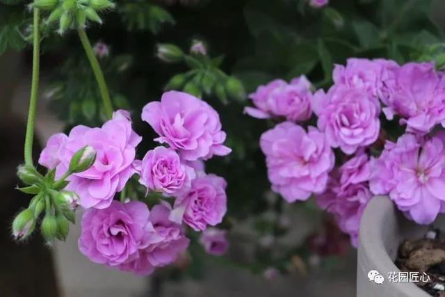 佳语姐的6月花事