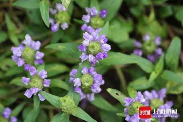 植物|新书上架｜《孩子必须知道的药用植物》中医药博士撰稿+植物学硕士摄影帮你欣赏药用植物之美