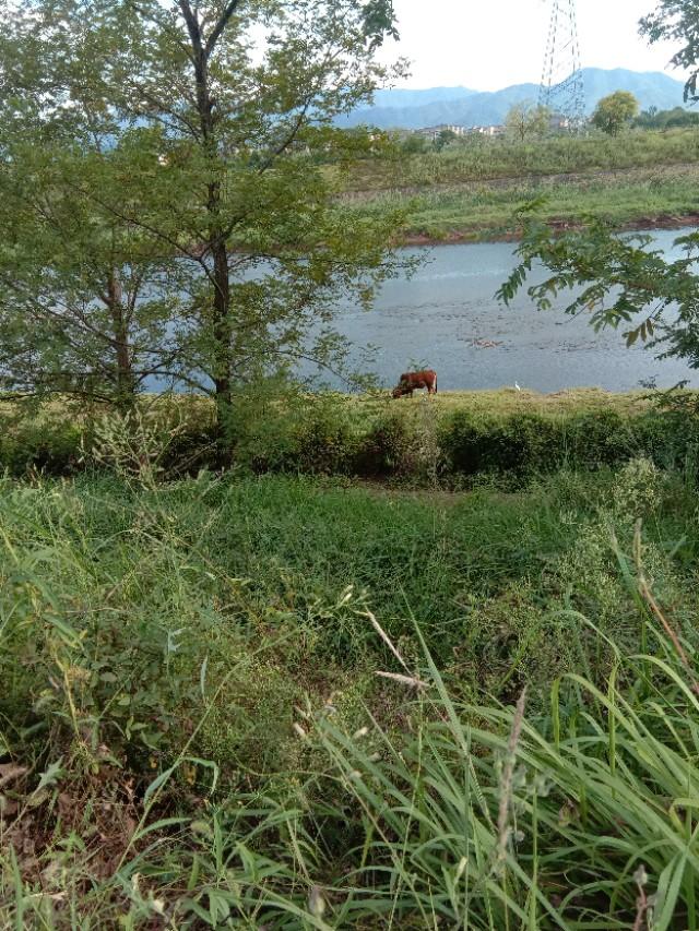 野草于我都是宝