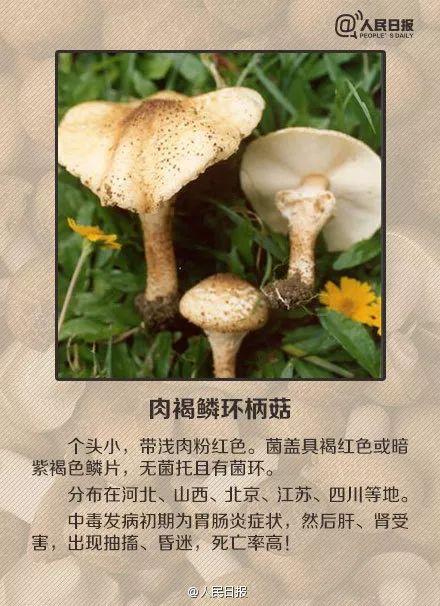 医院|桂林5人被野生菌放倒！中毒者事后回忆：吃起来又脆又甜……