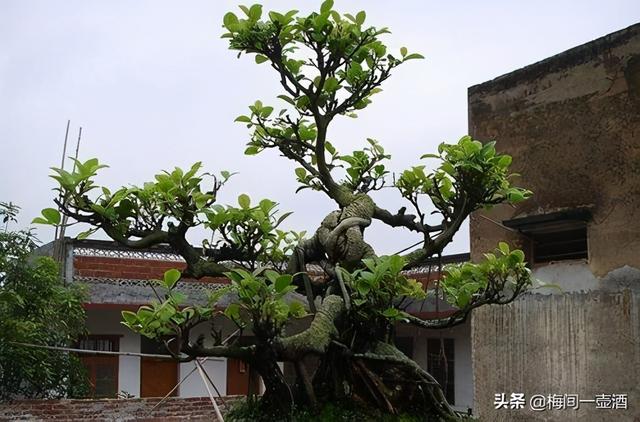 浅谈盆景的栽种技术之-老桩倒植