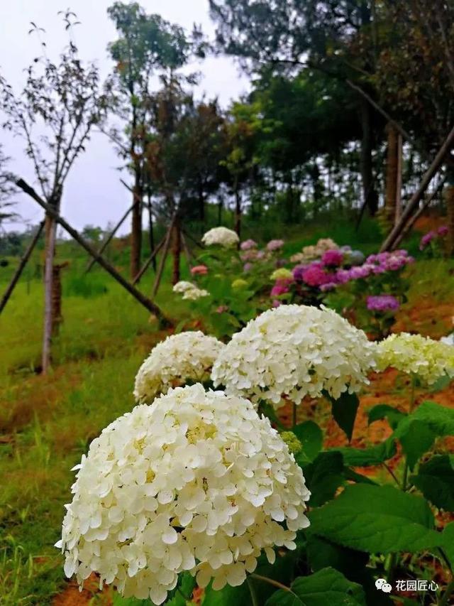 佳语姐的6月花事