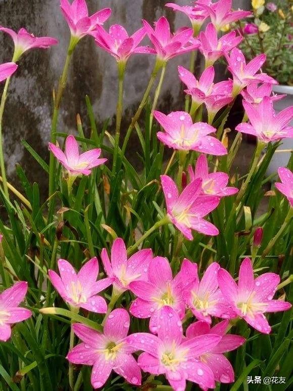 风雨兰日常养护要点，叫兰像兰不是兰，雨后盛开倍艳