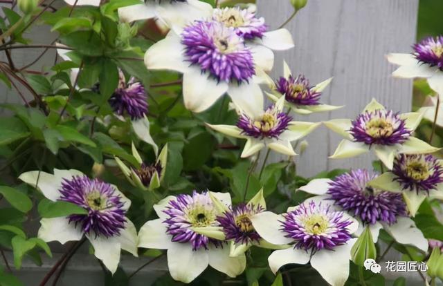 硬核开花机器，“铁线莲”来袭，绝对撞击你的心灵