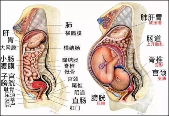 你的育儿经：产后内脏易下垂，把握黄金42天，和大肚腩说再见