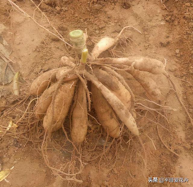 大丽花不耐寒，“2件事”要尽早做，过冬很省心，来年开花更艳